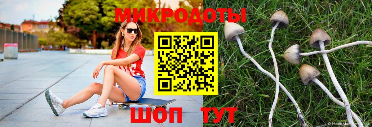 Псилоцибиновые грибы Psilocybine cubensis Петропавловск-Камчатский
